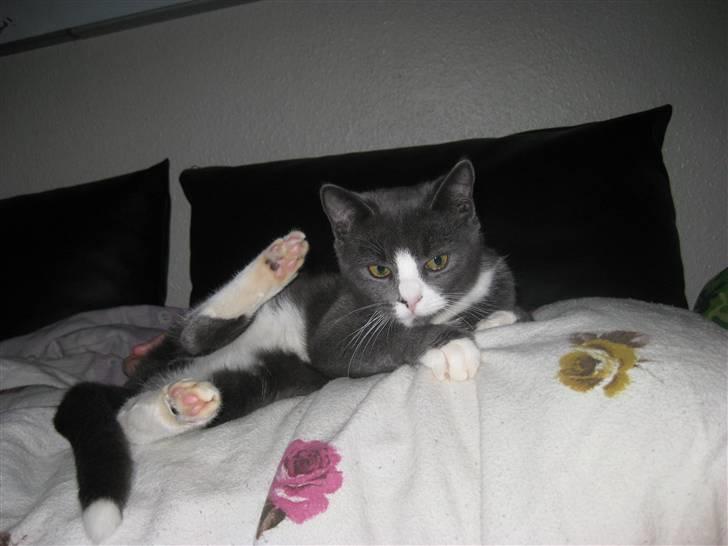 Huskat Bacardi  billede 11