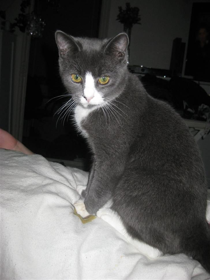 Huskat Bacardi  billede 12