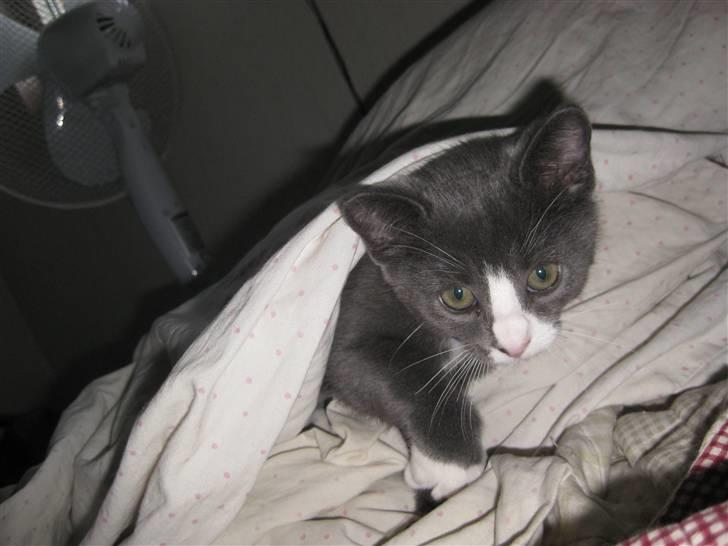 Huskat Bacardi  billede 13