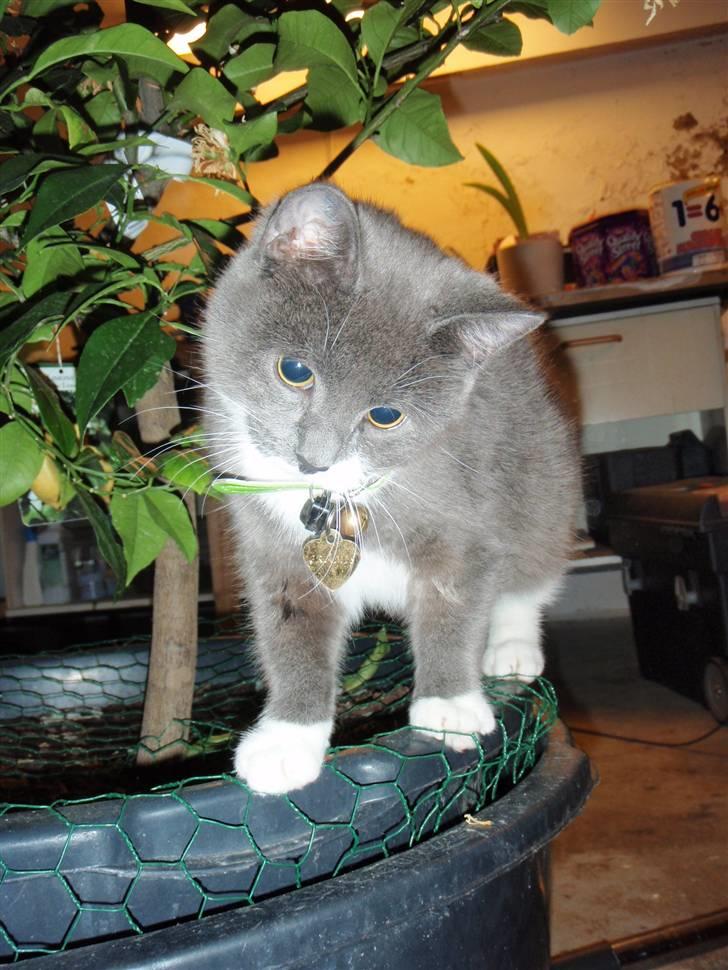 Blanding af racer Gråmis <3 billede 1