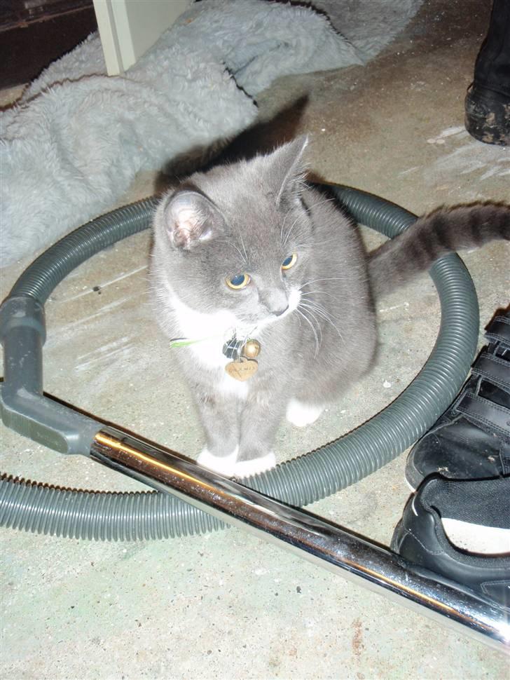 Blanding af racer Gråmis <3 billede 2