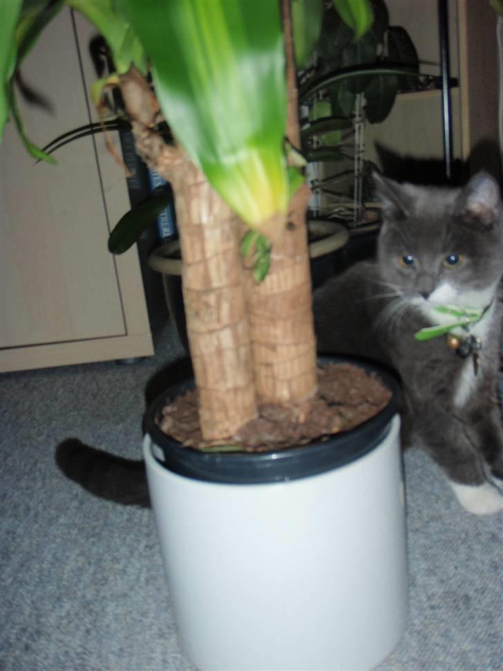 Blanding af racer Gråmis <3 billede 3