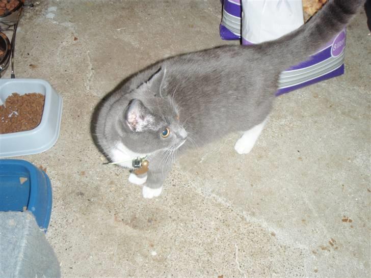 Blanding af racer Gråmis <3 billede 4