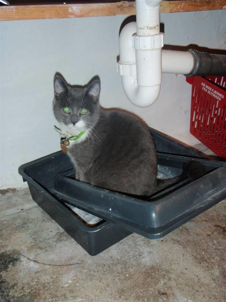 Blanding af racer Gråmis <3 billede 5