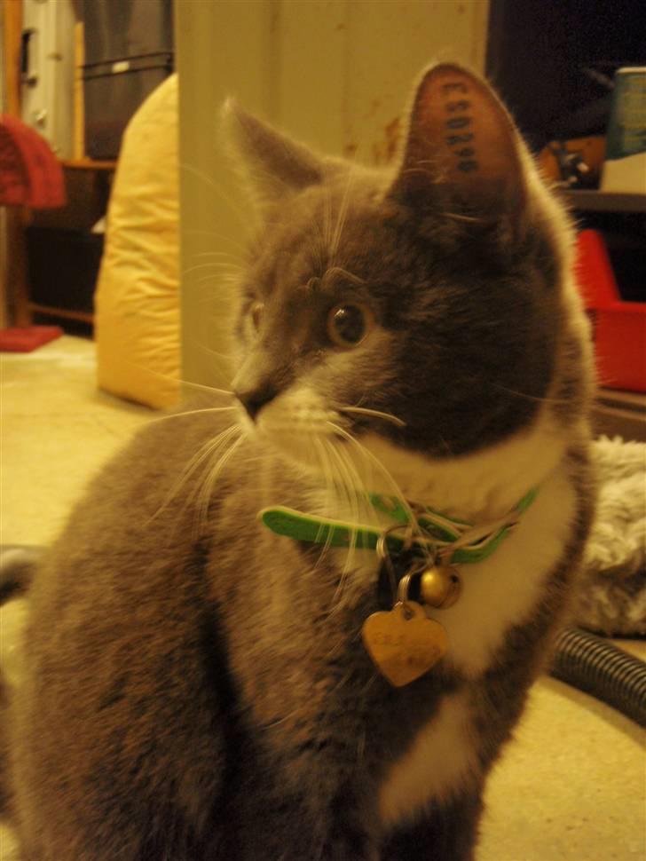 Blanding af racer Gråmis <3 billede 6