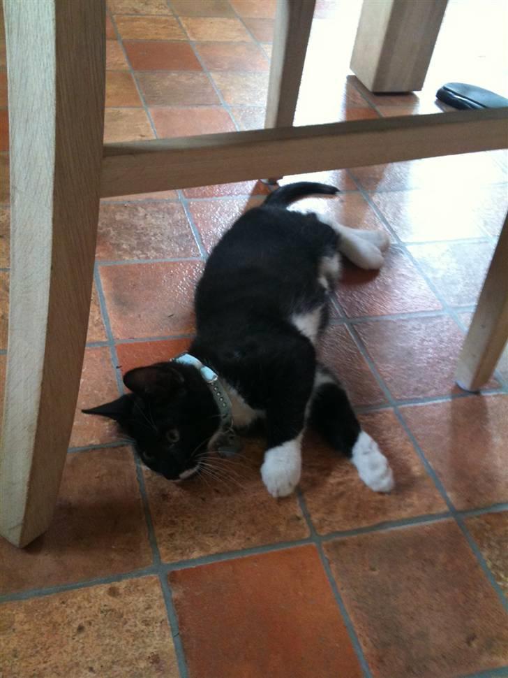 Blanding af racer Findus <3333 R.I.P :'( <3 billede 6