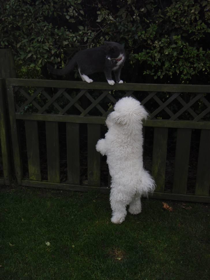 Blanding af racer Gråmis <3 billede 8