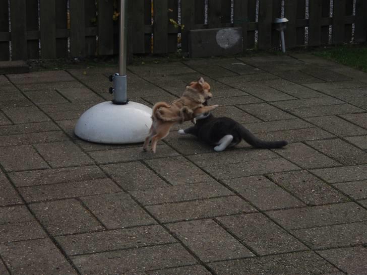 Blanding af racer Gråmis <3 billede 9