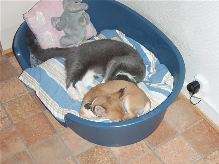 Blanding af racer Gråmis <3 billede 10