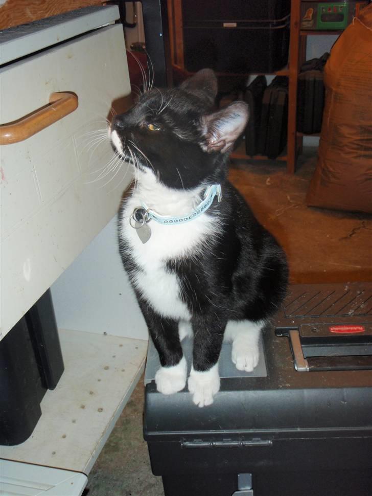 Blanding af racer Findus <3333 R.I.P :'( <3 - Min lille dreng er vidst lidt højrøvet? ;-) billede 7