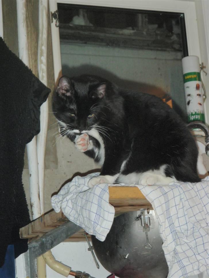 Blanding af racer Findus <3333 R.I.P :'( <3 billede 8