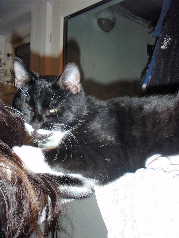 Blanding af racer Findus <3333 R.I.P :'( <3 - Findus har en underlig idé med at spise mit hår? :D billede 9