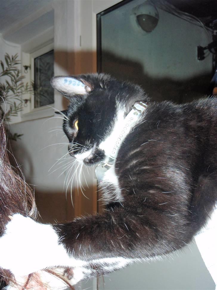 Blanding af racer Findus <3333 R.I.P :'( <3 billede 10