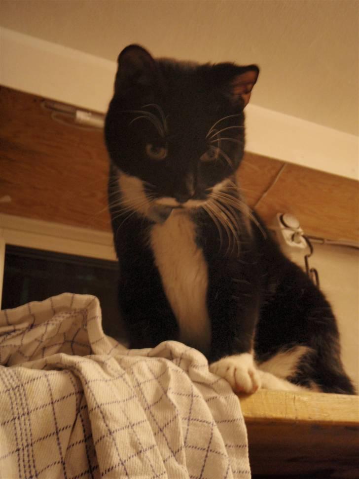 Blanding af racer Findus <3333 R.I.P :'( <3 - "hvad laver du dernede mor?" :D billede 11