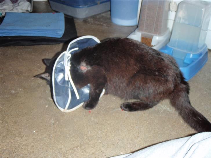 Blanding af racer Choko Black Devil <3333 - choko <3 d. 18/12-09 billede 9