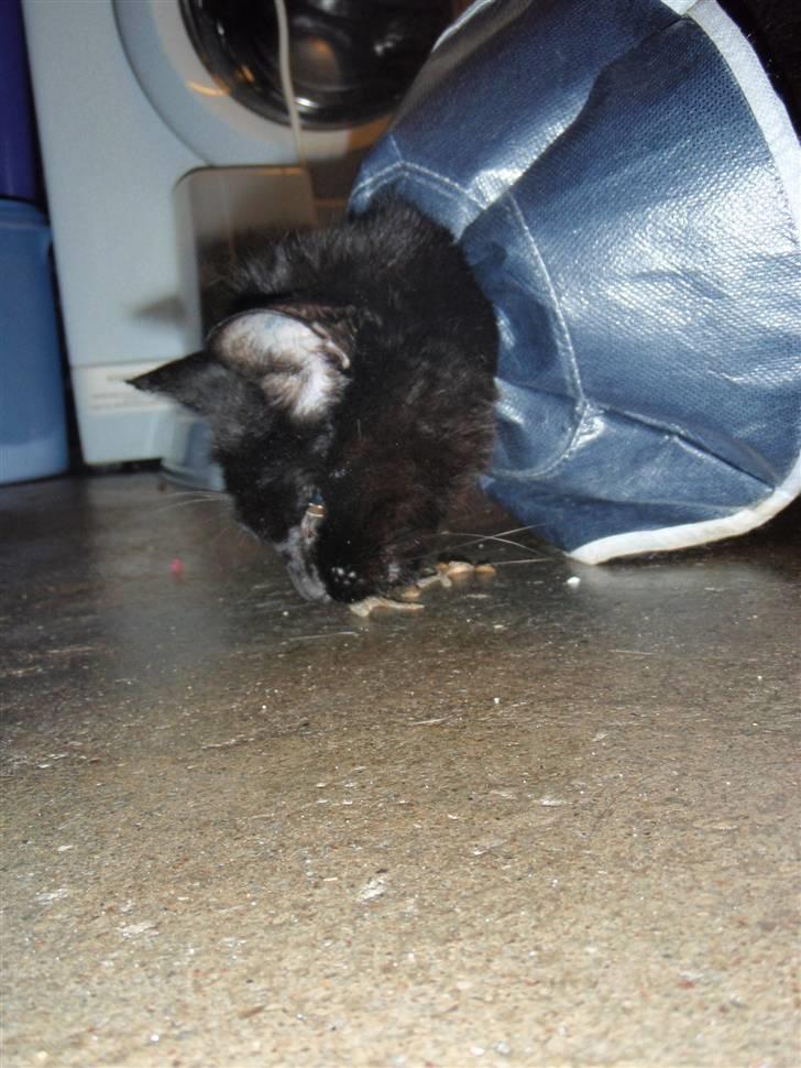 Blanding af racer Choko Black Devil <3333 - choko spiser lidt tørret fisk <3 d. 18/12-09 billede 10