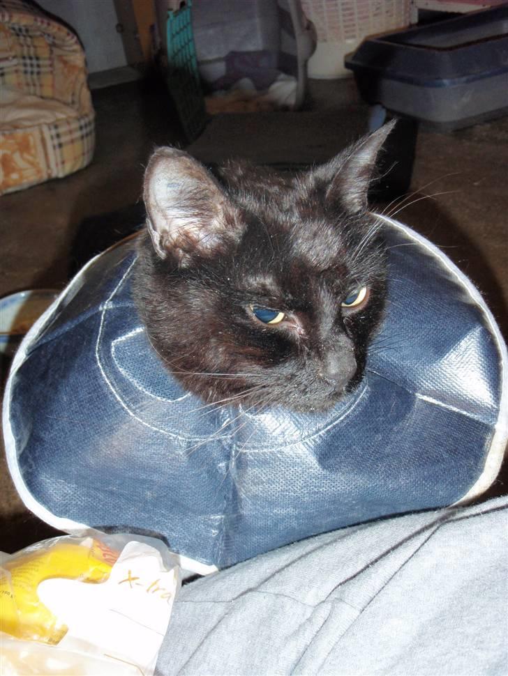 Blanding af racer Choko Black Devil <3333 - choko <3 d. 18/12-09 billede 11