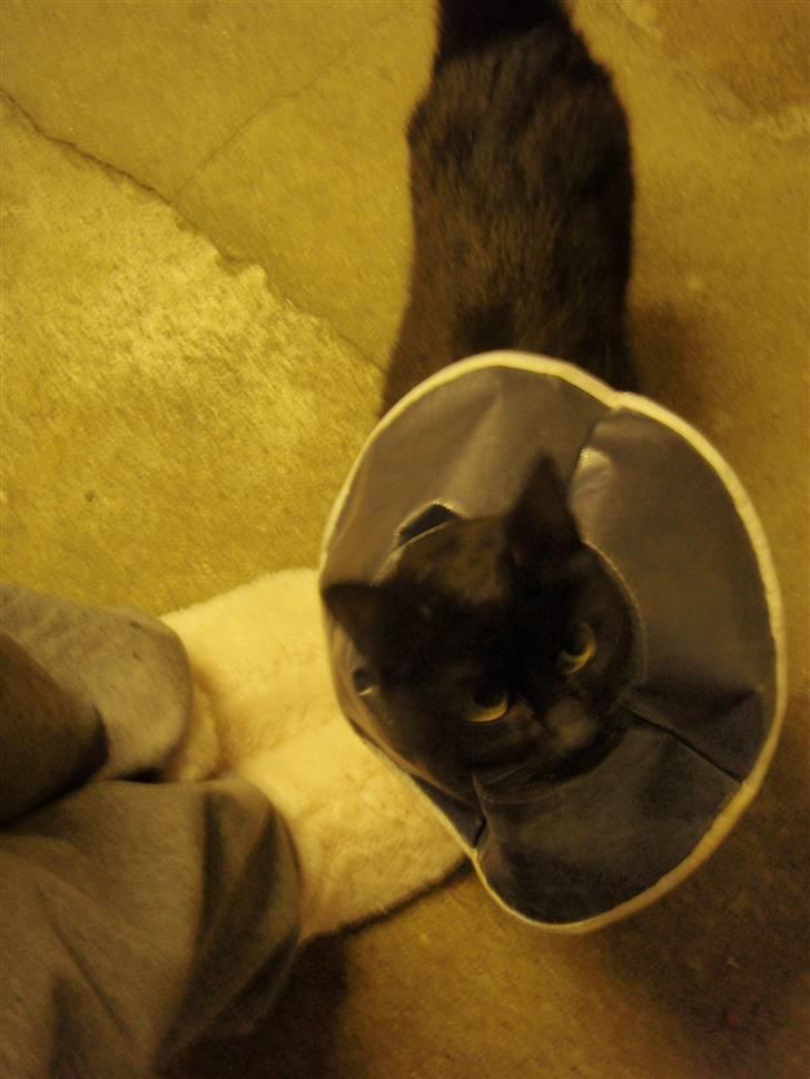 Blanding af racer Choko Black Devil <3333 - Choko tænker "MIN MOAR!" <3 d, 18/12-09 billede 12