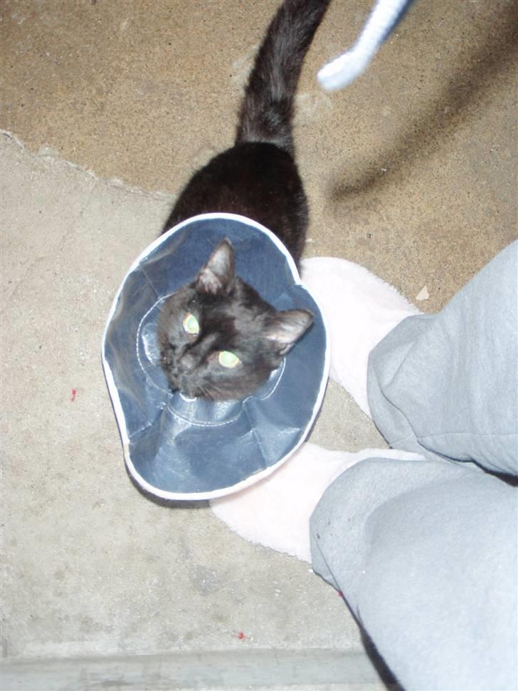 Blanding af racer Choko Black Devil <3333 - Min baby <3 d. 18/12-09 billede 13