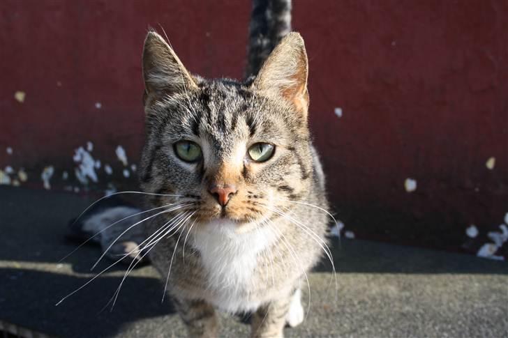 Huskat Nanna-Else - 1) Velkommen til Nan-Els profil (: Foto: Kamilla Højmark (mig) billede 1