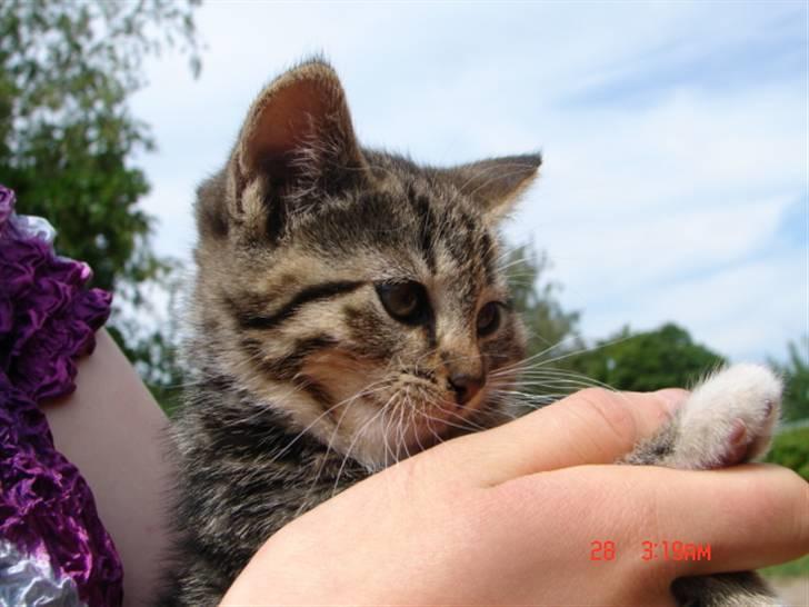 Huskat Nanna-Else - 2) Lille kat<3 foto: Kamilla Højmark (mig) billede 2