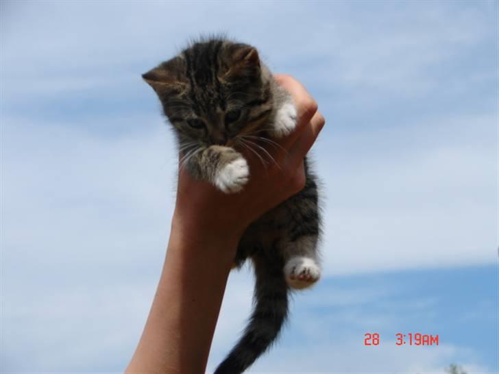 Huskat Nanna-Else billede 3