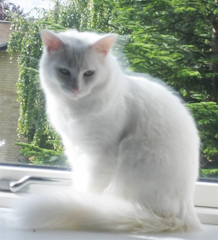 Tyrkisk Angora Gaio - Gaio sept 2009 billede 1