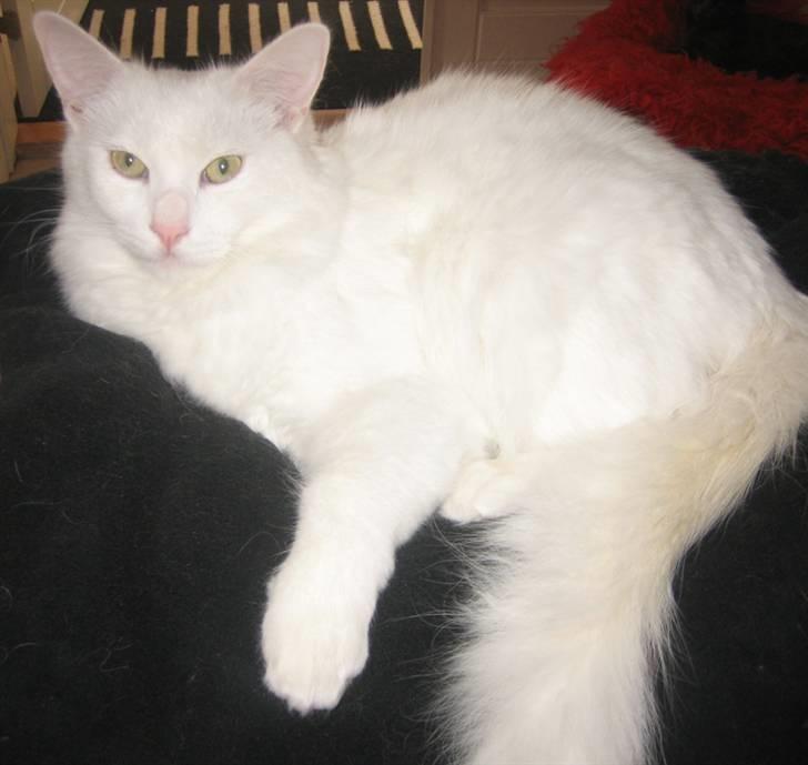 Tyrkisk Angora Gaio billede 4