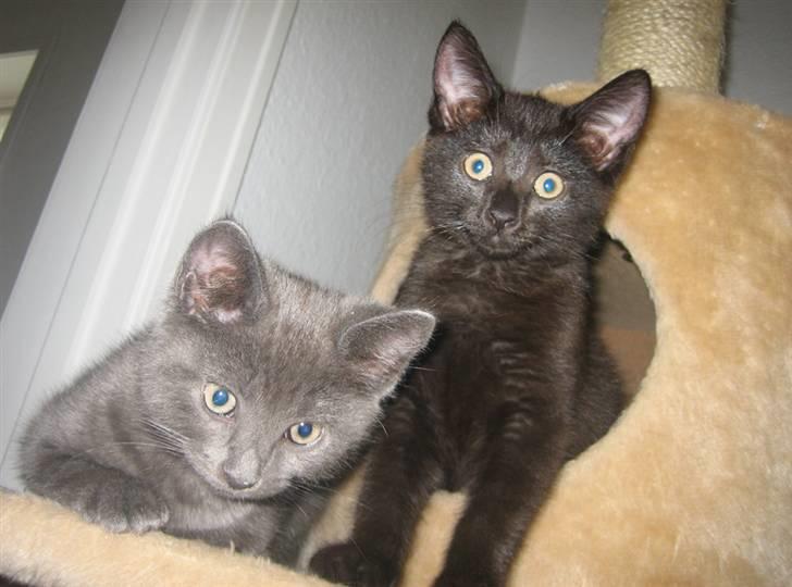 Blanding af racer Maggie  - Molly og Maggie juli 09 13 uger gamle billede 1