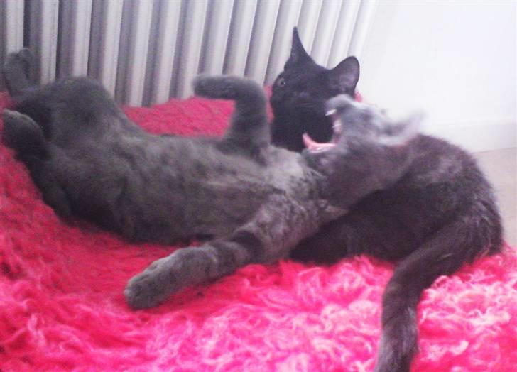 Blanding af racer Maggie  - ...et katteliv ; ) billede 2