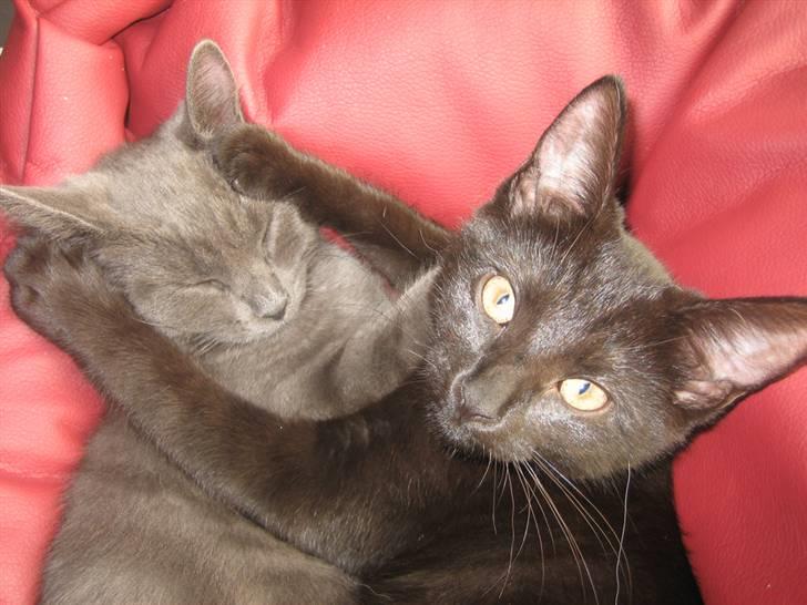 Blanding af racer Maggie  - To søstre som er meget glade for hinanden billede 4