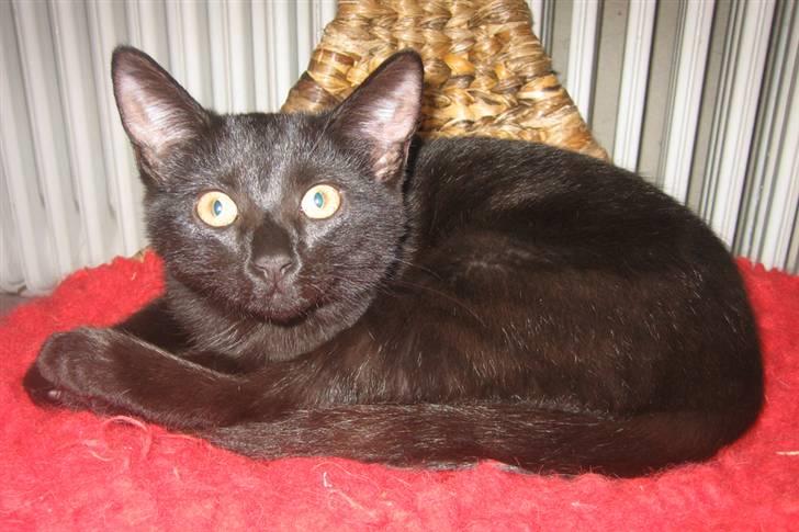 Blanding af racer Maggie  billede 5