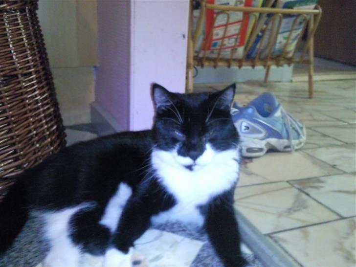 Huskat zimba billede 1