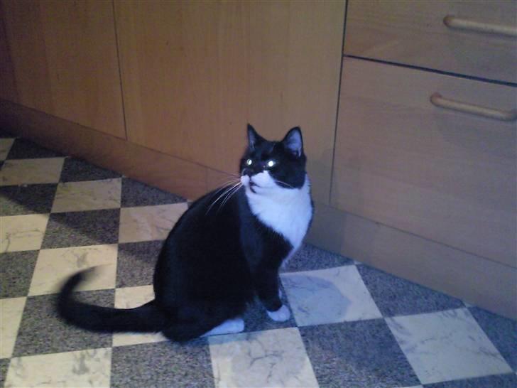 Huskat zimba billede 2