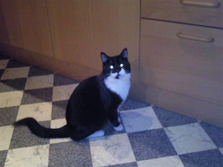 Huskat zimba billede 3