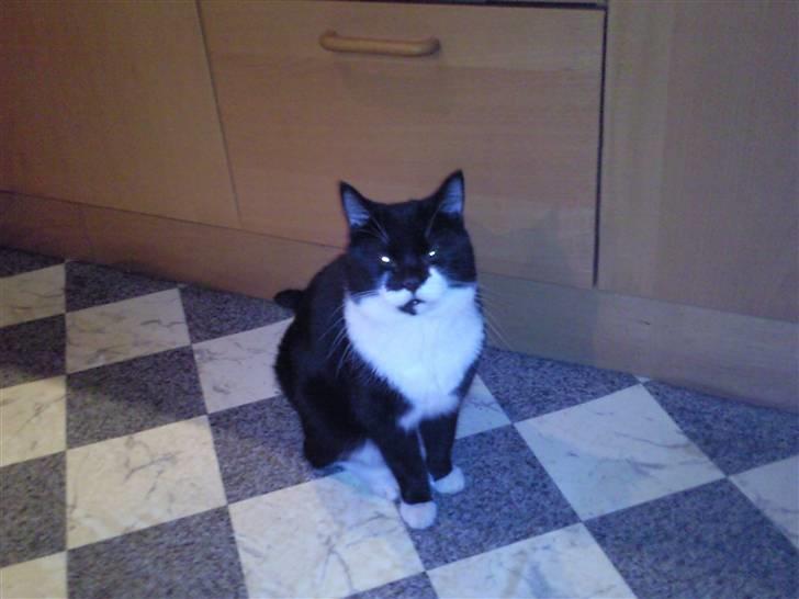 Huskat zimba billede 4