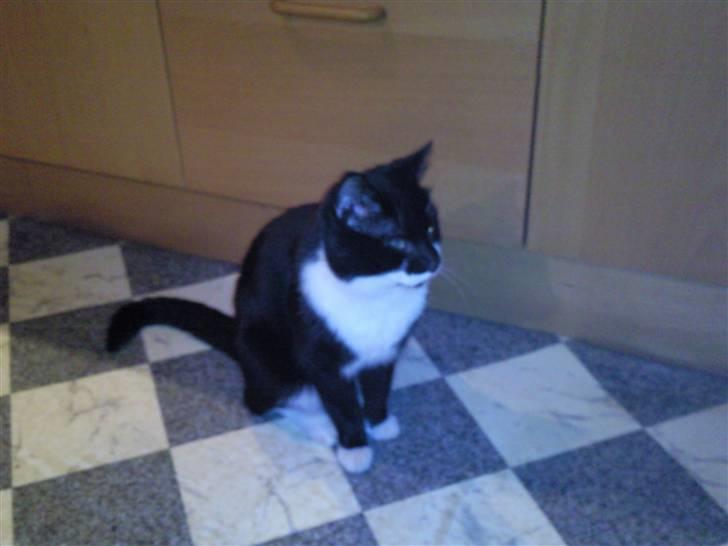 Huskat zimba billede 5