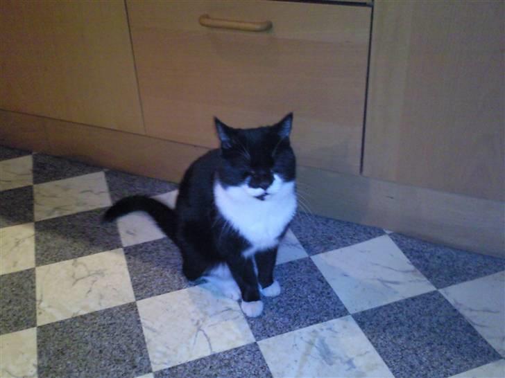 Huskat zimba billede 6