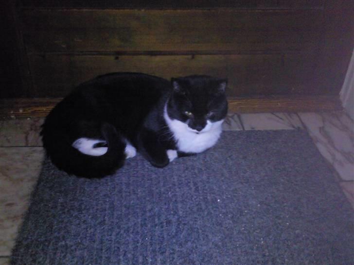 Huskat zimba billede 7