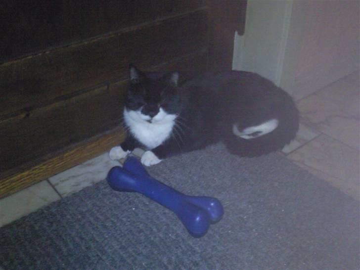 Huskat zimba billede 8