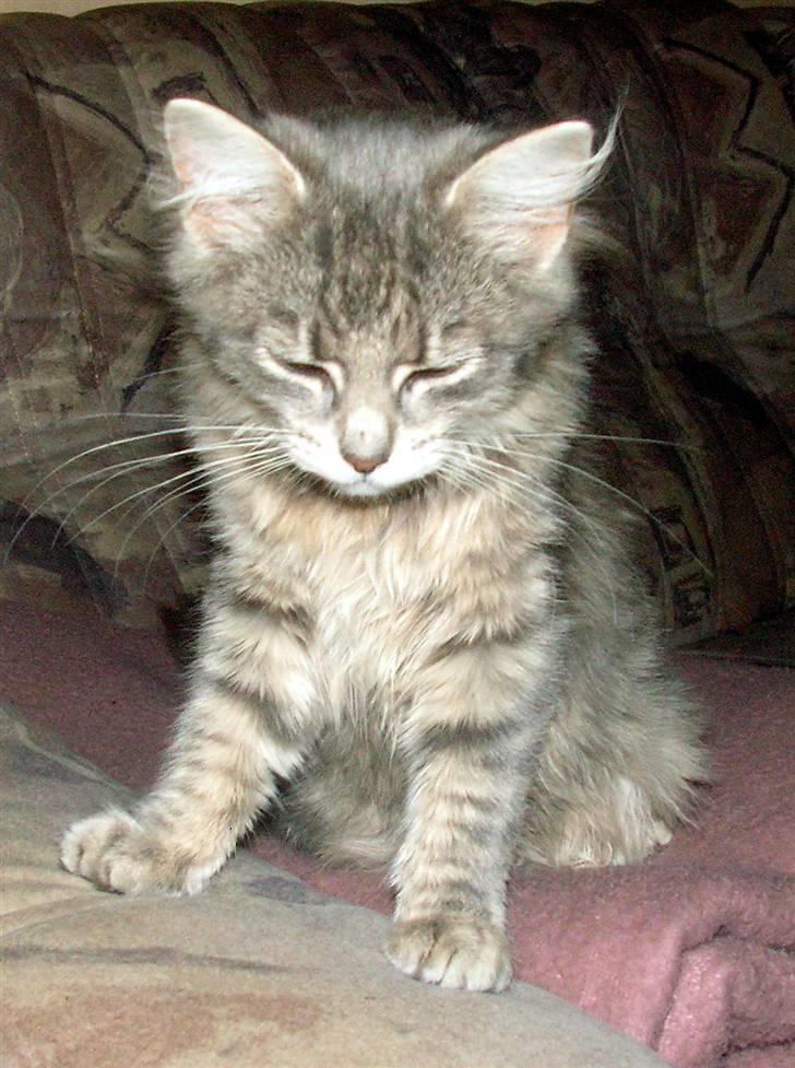 Blanding af racer Pjuske - Puha hvor er jeg søvnig billede 7