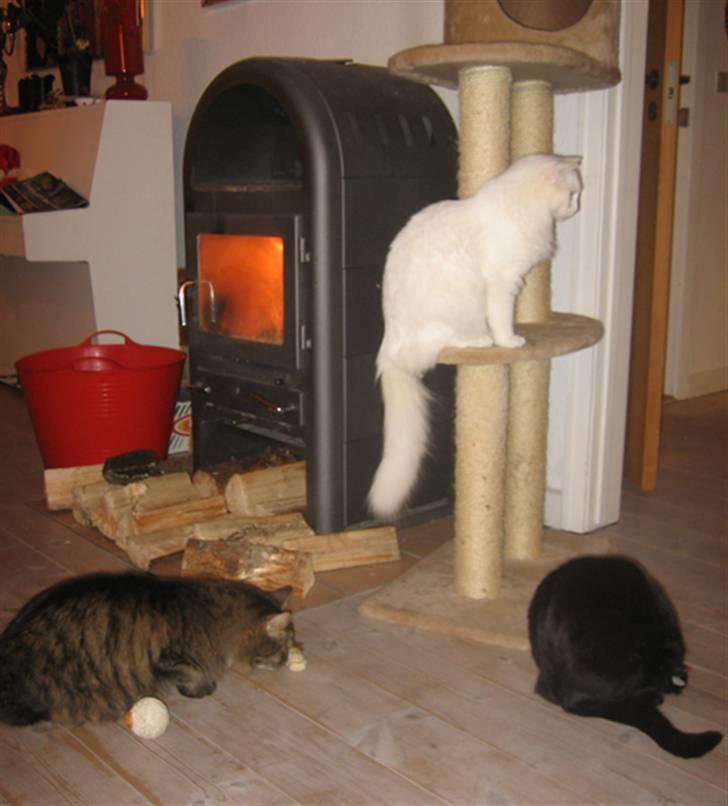 Blanding af racer Maggie  billede 6