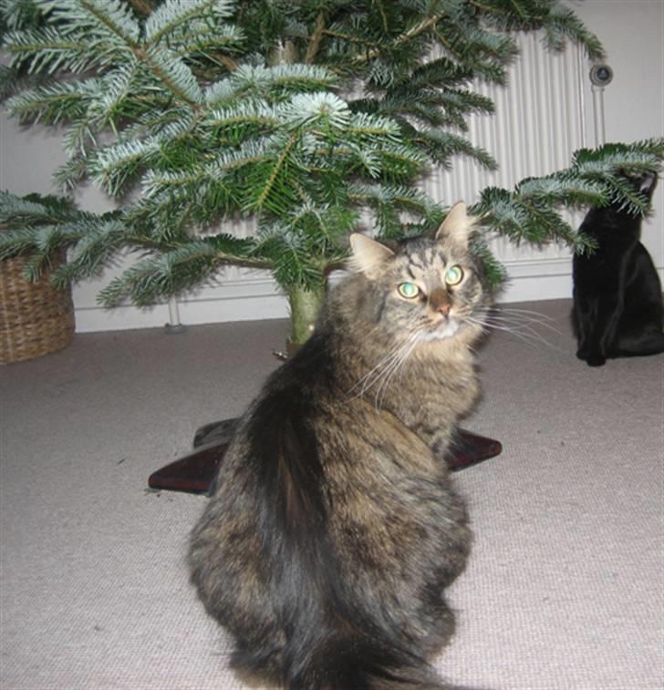 Blanding af racer Maggie  - Maggie og Basim studerer juletræet billede 7