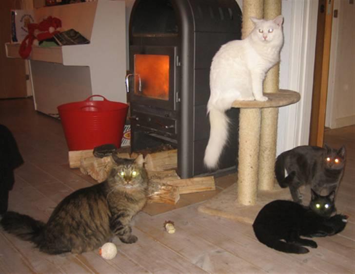 Blanding af racer Maggie  billede 11