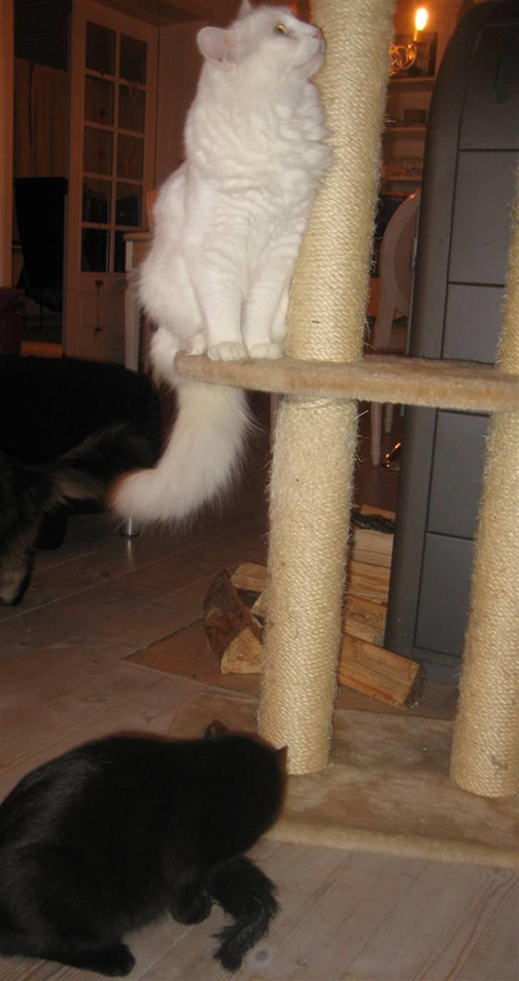 Tyrkisk Angora Gaio billede 8