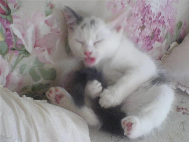 Huskat Karla  - Karla Som killing <3 billede 20