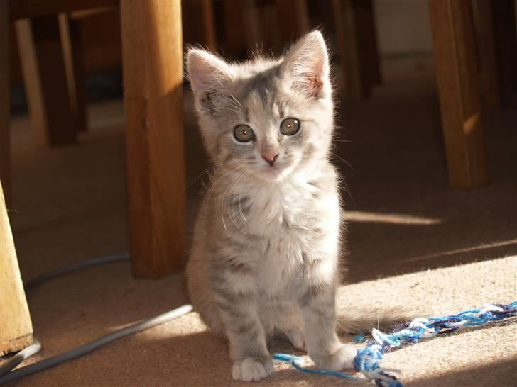 Huskat Misja - Kom så misse <3 billede 9