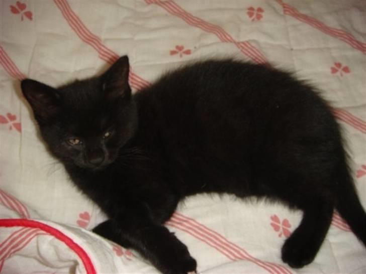 Huskat Pixie - En lille dejlig killing :) billede 1