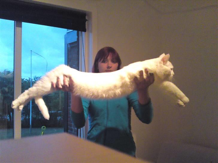 Blanding af racer tyson  - jaa er ved at være en halvlang missekat  billede 12