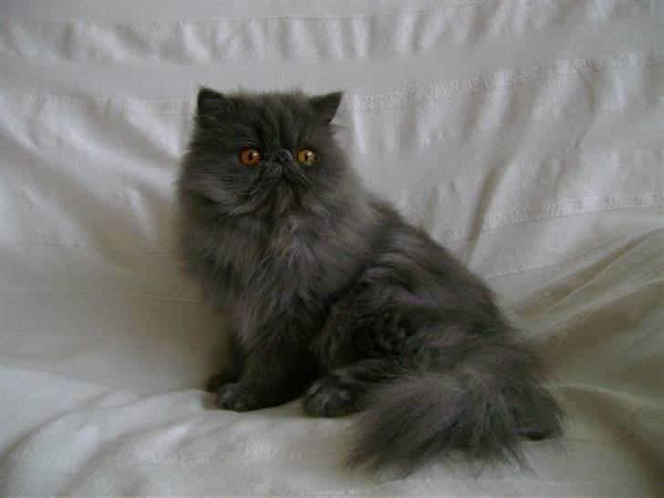 Perser Boris. R.I.P billede 1